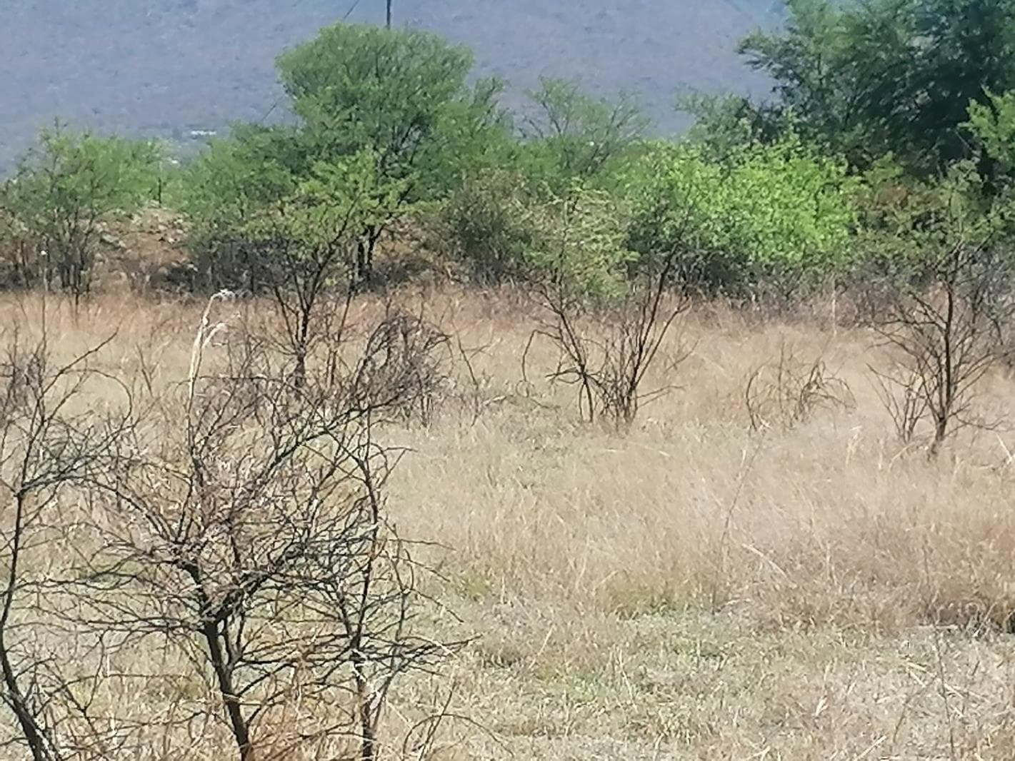 1 723 m² Land available in Melodie