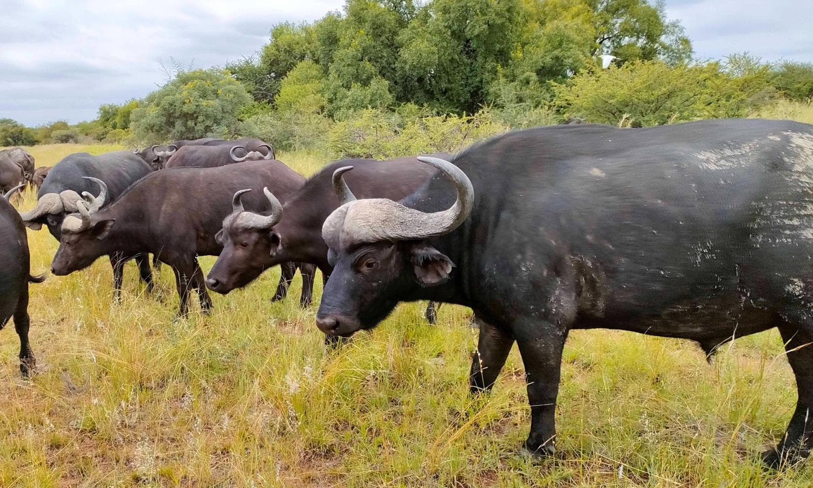 2 960 ha Land available in Cullinan Outlying