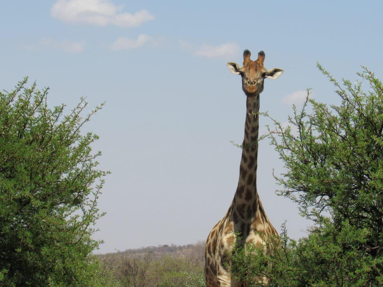 2 000 m² Land available in Lekwena Wildlife Estate