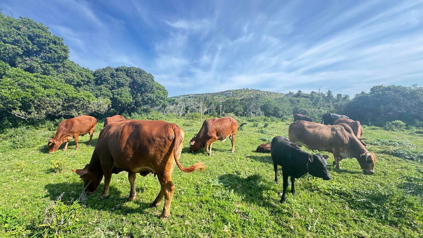 1 420 m² Land available in Port Alfred Outlying